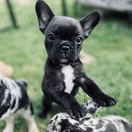 French Bulldog Puppies from Bailey French Bulldogs