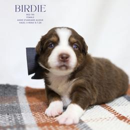 Birdie- Red Tri Female - Red tri-color female Australian Shepherd puppy in Nacogdoches, Texas from TK Standard, Mini, & Toy Aussies