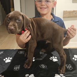 German Shorthaired Pointer Puppies from Bear Creek Pointers