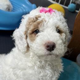 Finale - Parti female Goldendoodle puppy in Paxville, South Carolina from Pack Street Pups