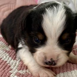 Miniature Australian Shepherd and Toy Australian Shepherd Puppies from Tonia Johnson's Toy and Miniature Australian Shepherds