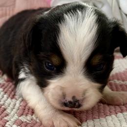 Miniature Australian Shepherd and Toy Australian Shepherd Puppies from Tonia Johnson's Toy and Miniature Australian Shepherds