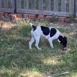 Baron Juste Un ‘Baby Bear’ - Russell Terrier puppy from Royal Russells Ranch
