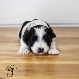 Ivan - Parti male Miniature Schnauzer puppy in Diamond Valley, Utah from JoJo's Schnauzers