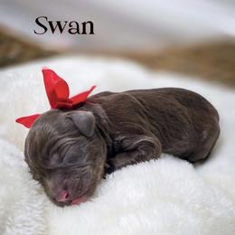 Swan - Chocolate female Double Doodle puppy in Cleveland, Tennessee from Edgewater Doodles & Designer Pups