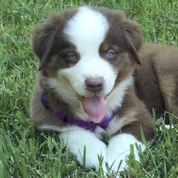 Australian Shepherds from Greywood Farm Aussies