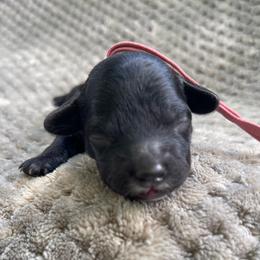 Girl 1 - Black female Cockapoo puppy in Bedford, Iowa from Our Father’s Doodles