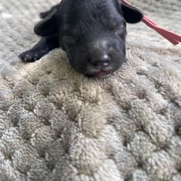 Girl 1 - Black female Cockapoo puppy in Bedford, Iowa from Our Father’s Doodles