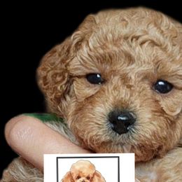 Poodles from Poodle Pals By Jen