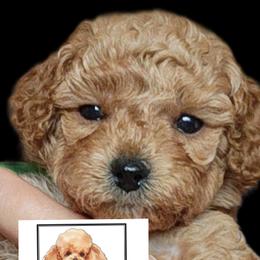 Poodles from Poodle Pals By Jen