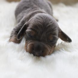 Tom - Blue and tan male Dachshund puppy in Morrow, Ohio from Courtney’s Colorful Doxies