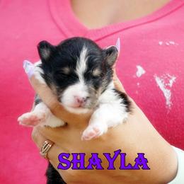 Shayla - Girl - Black & tan female Toy Shetland Sheepdog puppy in Frazeysburg, Ohio from Mountain High Kennels