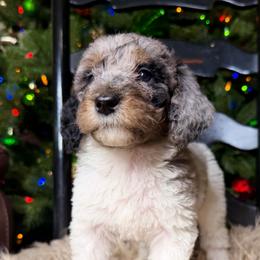 Blue - Blue merle female Bernedoodle puppy in Tyner, Kentucky from Good Dog Doodles