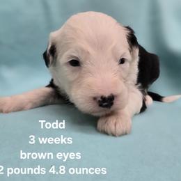 Todd - Gray and white male Old English Sheepdog puppy in Sutherlin, Oregon from Sapphire Eyes Sheepdogs
