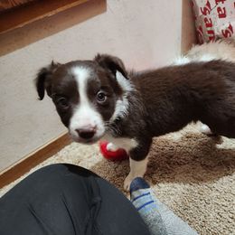 Border Collie Puppies from Real dogs that do real work!