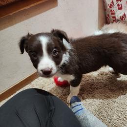 Border Collie Puppies from Real dogs that do real work!