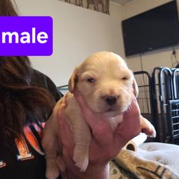 2 - Cream male Dachshund puppy in Lansing, Michigan from Black Thunder 517 Dachshunds and frenchies