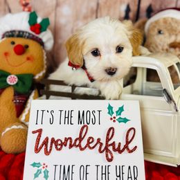 Nashville - White male Havanese puppy in Clermont, Florida from Country Sweet Havanese and Creative Coaching