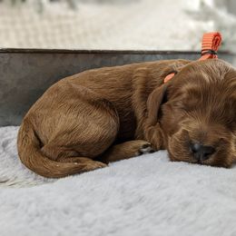 Cavapoo and Whoodle Puppies from Gardner Lane Puppies