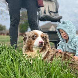 Miniature American Shepherds and Miniature Australian Shepherds from Rigsby Ranch