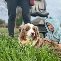 Miniature American Shepherds and Miniature Australian Shepherds from Rigsby Ranch