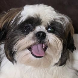 French Bulldogs and Shih Tzus from Lynne's Frenchie Tzu