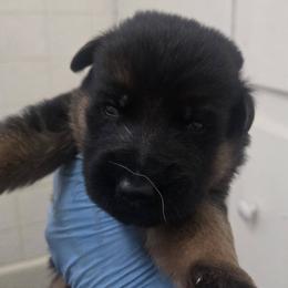 Alex - Black and red male German Shepherd puppy in Jamesville, New York from Mark Carfagno's Pups