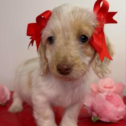 Silky Girl - Piebald female Dachshund puppy in Brookhaven, Mississippi from Southern Grace Doxies