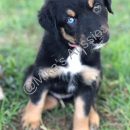 Australian Shepherd Puppies from Mika’s Aussies