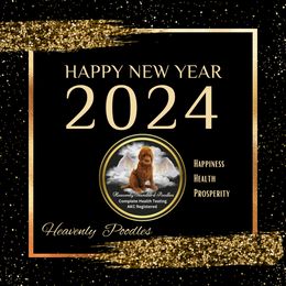 Poodle Puppies from Heavenly Poodles