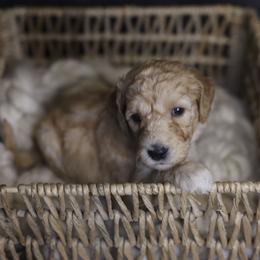 Julibee - Apricot female Goldendoodle puppy in Seffner, Florida from Gold Diamond Pup