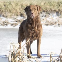 Cota - Chesapeake Bay Retriever
