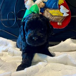 Cole - Black and white male Aussiedoodle puppy in Midlothian, Texas from Gray Doodles
