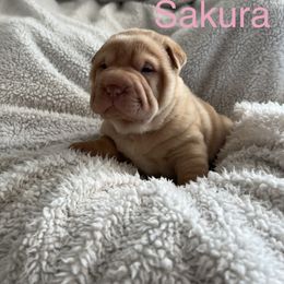 Sakura - Fawn Chinese Shar-Pei puppy in Florida from Shar Pei Love