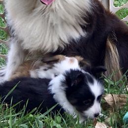 Shetland Sheepdog All Grown Up from Fox Point Farm Toy Shelties