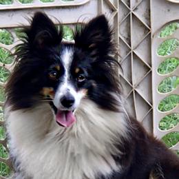 Shetland Sheepdog All Grown Up from Fox Point Farm Toy Shelties