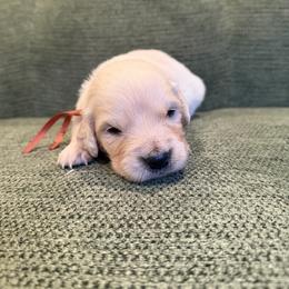 Female pick number 4 - Light golden female Golden Retriever puppy in Colville, Washington from Columbia Ridge Goldens