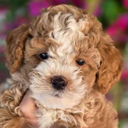 Woody Light Blue - Red  male Goldendoodle puppy in Vernon, Texas from Sugarland's Texas Goldendoodles