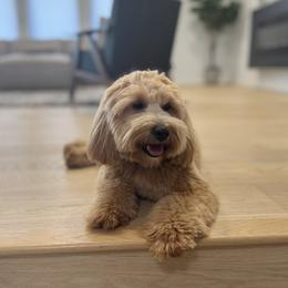 Ginny - Goldendoodle