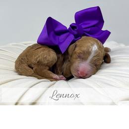 Lennox - Red  female Goldendoodle puppy in State Road, North Carolina from Must Love Doodles
