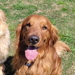 Golden Retrievers from Lakeside Golden Retrievers