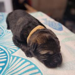 Boy 1 - Sable German Shepherd puppy in Muskegon, Michigan from Brown PND German Shepherds
