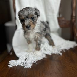 Love You - male Australian Mountain Doodle puppy in Iowa from Burkhart Family Puppies