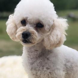 Lucy - Poodle