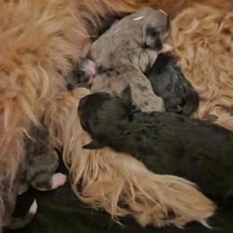 Aussiedoodle puppies from Ever After Doodles Arizona