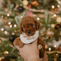 Goldendoodle and Sheepadoodle Puppies from Dooling Doodles