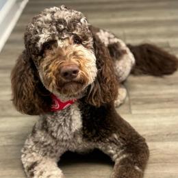 Max - Bernedoodle