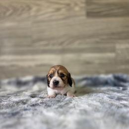 Patch - Piebald female Dachshund puppy in Indianapolis, Indiana from Homegrown Hoosier Dachshunds