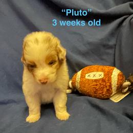 Pluto - Red merle male Australian Shepherd puppy in Hammond, Louisiana from Gold Ring Australian Shepherds