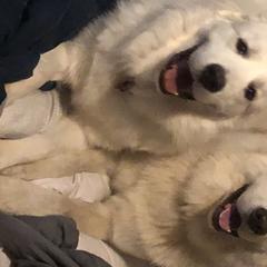 Cavalier King Charles Spaniels and Great Pyrenees from Miller Cavs and Pyrs